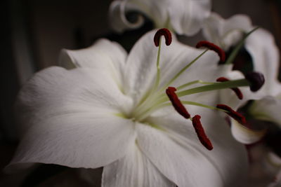 Close-up of white flower