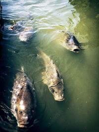 High angle view of carps swimming in pond