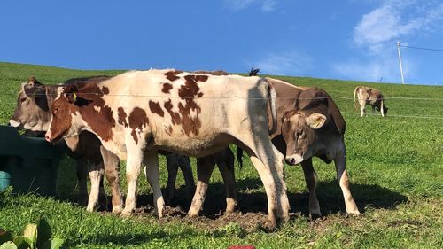 Cows grazing in a field