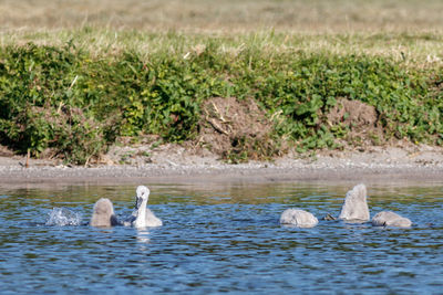 Swans swimming in lake