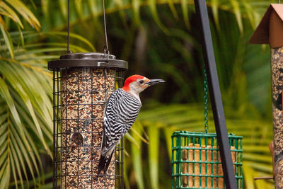 Side view of a bird perching on feeder