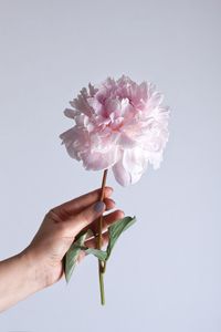 Close-up of hand holding flower over white background