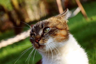 Domestic cat looking on my hand and ready for attack. playing on the garden with cat