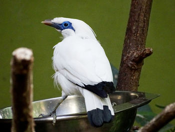 Bird perching on a branch