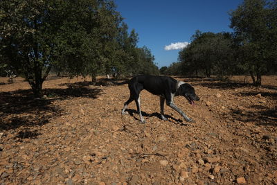 Dog standing on field