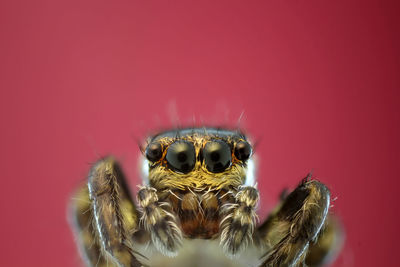 Close-up of spider