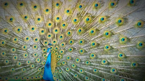 Peacock displaying its plumage