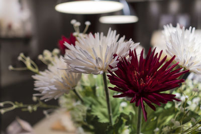 Close-up of flowers blooming outdoors