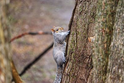 Squirrel on tree trunk