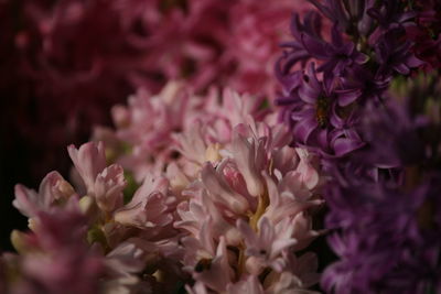 Close-up of hyacinthus flowering plant