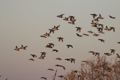 Low angle view of birds flying against sky