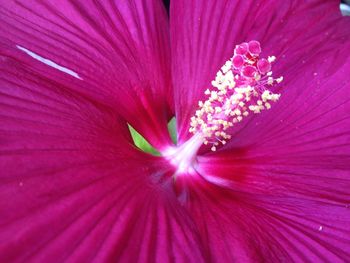 Close-up of pink flower