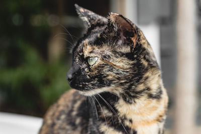 Close-up of a cat looking away