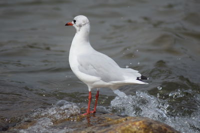 Seagull perching on a sea