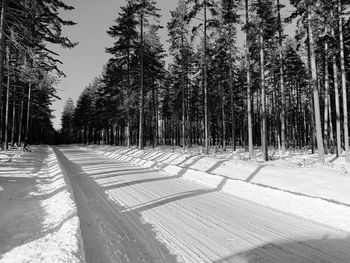 Snow covered road amidst trees in forest