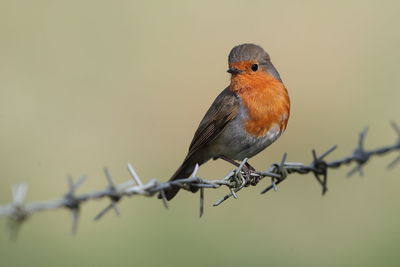 Bird perching on a barbed wire