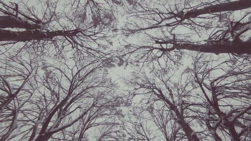 Low angle view of bare trees against sky