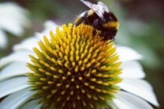 Close-up of coneflower