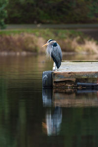 High angle view of gray heron perching on lake