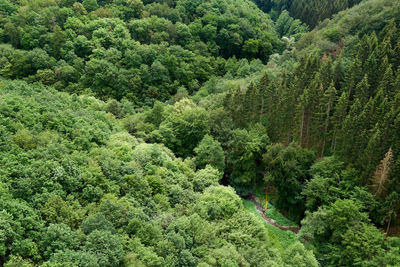 High angle view of trees in forest