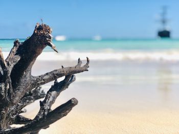 Close-up of driftwood on beach against sky