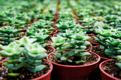 Beautiful cactus in the garden at cameron highland, pahang. selective focus close-up