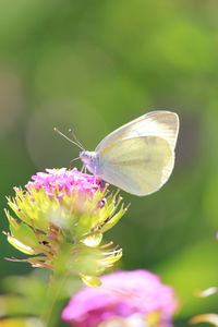 Close-up of butterfly pollinating on pink flower