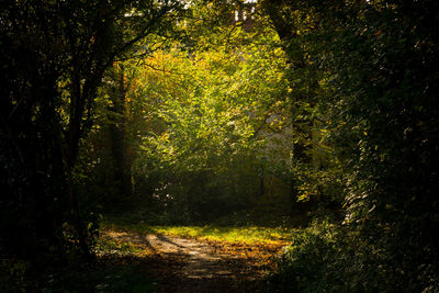 Trees and plants growing in forest