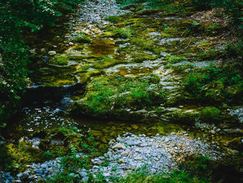 Moss growing on rocks by sea