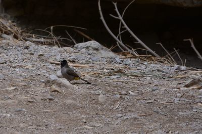 Bird on dirt road