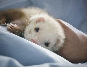 Close-up portrait of white cat