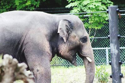 View of elephant in zoo