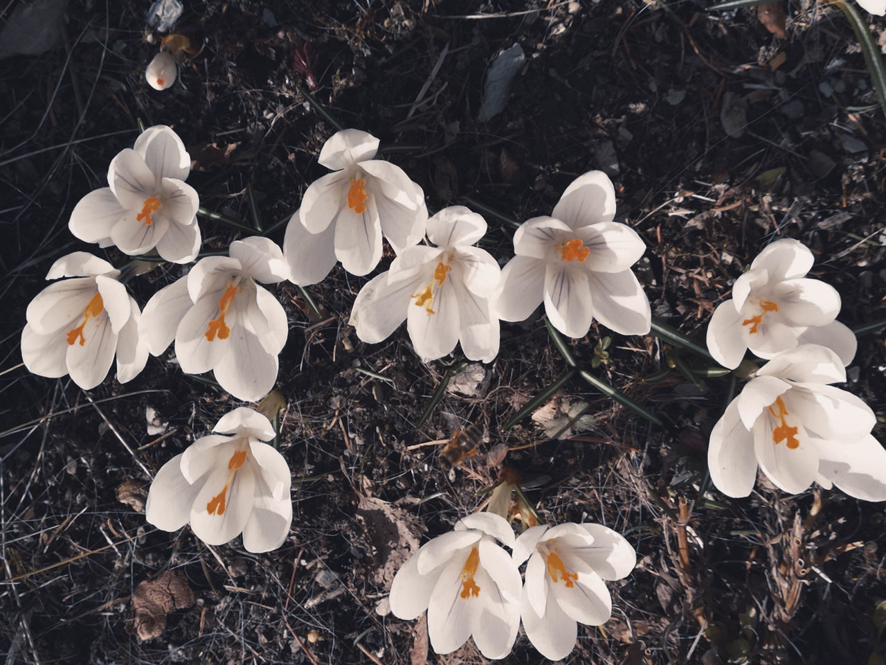 HIGH ANGLE VIEW OF WHITE FLOWERING PLANT