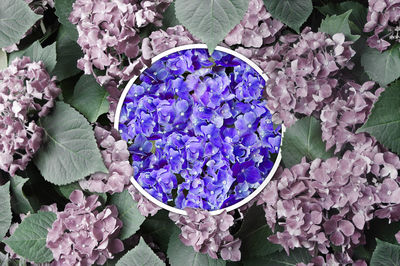 High angle view of purple hydrangea flowers