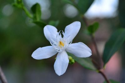 Close-up of white flowering plant