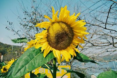 Close-up of sunflower