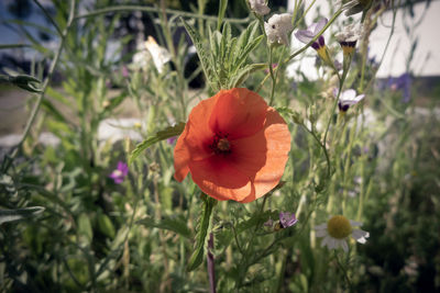 Close-up of orange poppy flower on field