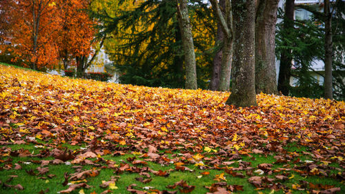 Autumn leaves on tree trunk