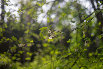 Close-up of insect on plant