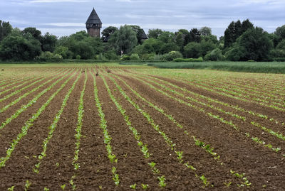 Scenic view of agricultural field against sky