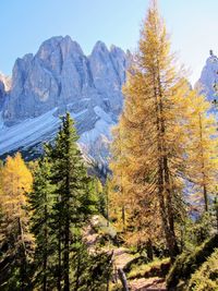 Scenic view of pine trees against sky during autumn