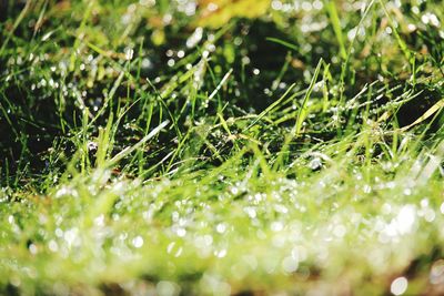 Close-up of water drops on grass