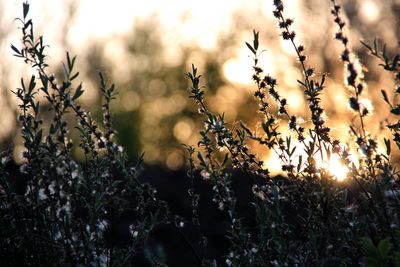 Close-up of flowering plants on field during sunset