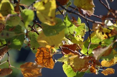 Close-up of leaves growing on tree