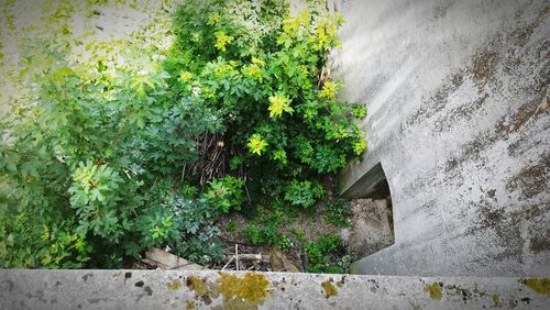 Plants growing on wall by building