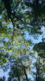 Low angle view of tree in forest against sky