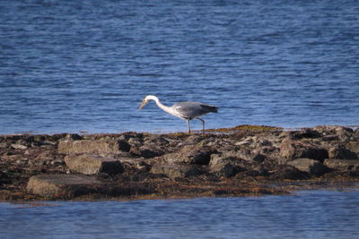 Side view of heron walking on rocks at sea