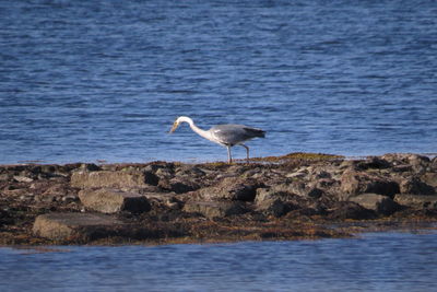 Side view of heron walking on rocks at sea