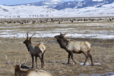 Elk refuge on snowy rocky landscape