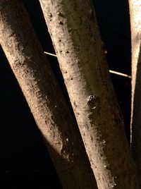 Close up of wood